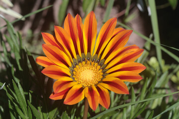 orange flower in the garden
