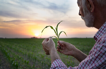 Farmer holding young corn with soil in hands