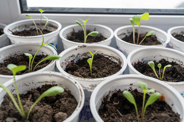 seedlings of bell pepper in cardboard boxes, on a windowsill
