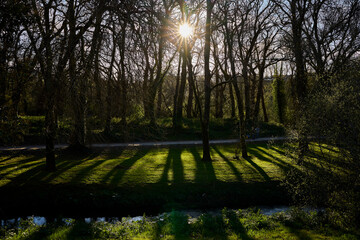 Sunset between the trees in a park