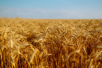 Wheat fields. Background of the ripening of the ears of a wheat field. Rich harvest concept.