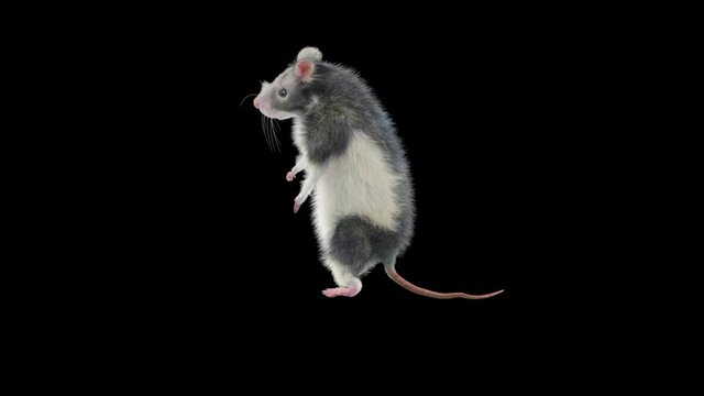 rat Dance CG fur 3d rendering animal realistic CGI VFX Animation Loop  composition 3d mapping cartoon, Included in the end of the clip with Alpha matte.