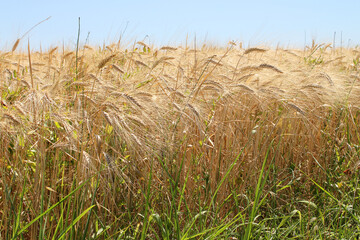 Rye fields. Ripe ears of rye. Beautiful rural landscape in the rays of the summer sun. Blue sky.