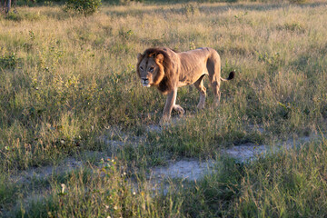 Fototapeta na wymiar Beautiful Lion Caesar in the golden grass of Masai Mara, Kenya Panthera Leo.