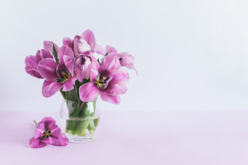 Tender violet tulips in a vase on a violet pastel background. Greeting card for Women's day.