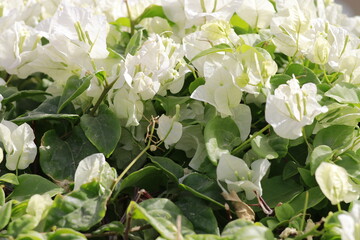 white flowers in the garden