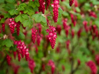 Flowering Currant