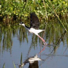 Black-necked stilt flying (Himantopus mexicanus) shorebird of wetlands and coastlines. Taken along the Gulf of Mexico Florida