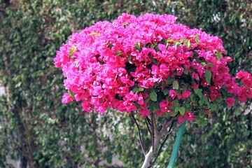 Fototapeta premium pink flowers in the garden