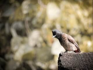 bird on a fence