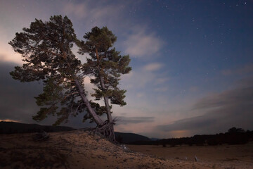 Cloudy starry twilight si old pine tree on the sand in the siberian taiga