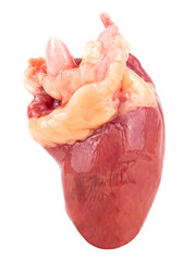 Raw chicken heart isolated on a white background