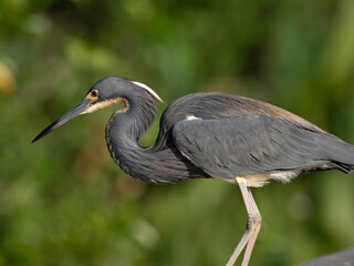 Tricolored heron (Egretta tricolor), formerly known as the Louisiana heron. Florida
