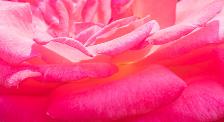 Beautiful pink flower peony, closeup. Background, texture