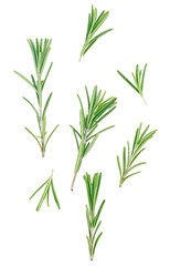 Fototapeta premium Rosemary twigs isolated on a white background, top view. Sprigs of fresh rosemary.