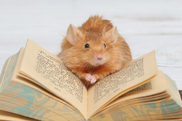 Mouse. Cute pet: mouse reads. Talented animal with book. Books reading. Talent. Education, lesson...