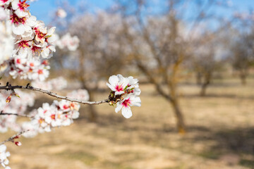 Flowers in Almond tree in spring
