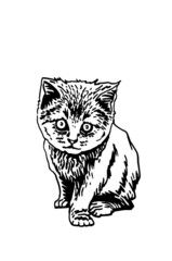 Graphical  cute kitten isolated on white,vector illustration of  pet