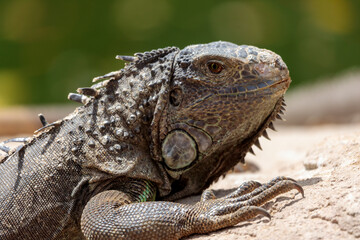 Close up of a male green iguana or american iguana with spines and dewlap a large neck bag resting and relaxing in the sun on a rock