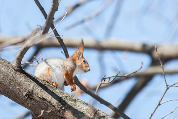 Squirrel in winter sits on a tree..