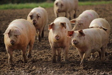 Group of domestic pigs on the farm in East Devon, UK - Powered by Adobe