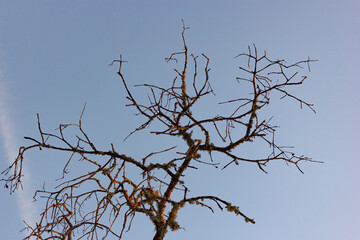 Dead acorn tree in a field of a village in Spain