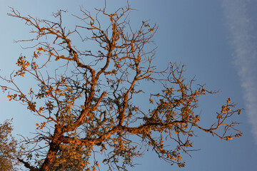 Dead acorn tree in a field of a village in Spain
