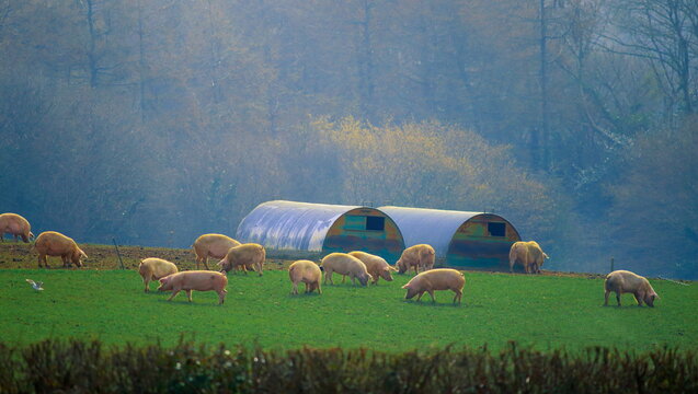 Group of domestic pigs on the farm in East Devon, UK