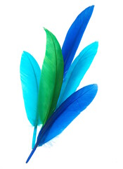 Blue  bird feather on white background