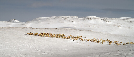 reindeer herd, Hovden - Norway