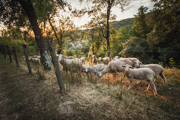 Herd of sheep in the field at sunset