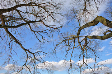 View from above on bare tree branches against the blue sky and clouds. Abstract natural winter...