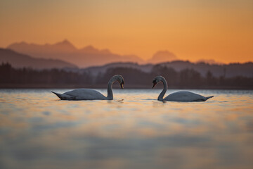 Naklejka premium swans on the lake