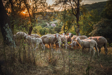 Herd of sheep in the field at sunset