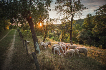 Herd of sheep in the field at sunset