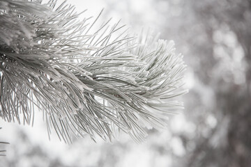 Snow covered pine needles