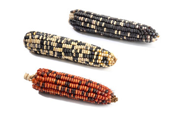 Variety of cobs of corn isolated on white background. Raw maize