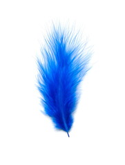 Blue  bird feather on white background