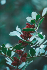 red berries on a branch