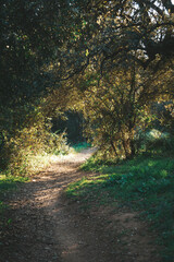 Obraz premium path in the forest