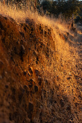 Dry land with vegetation in the golden hour in Spain