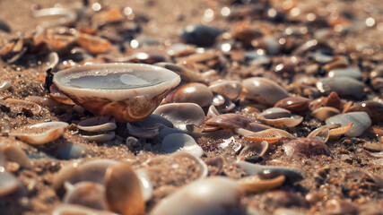 shell on the beach