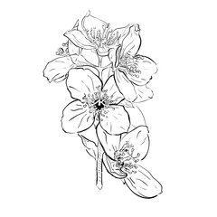 Flower sketch. Isolated on white background