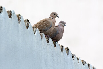 2 doves on the roof of a building in Athens, Greece. The Eurasian collared dove (Streptopelia...