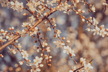 Spring blossoming cherry plum branch. Abstract blurred background.