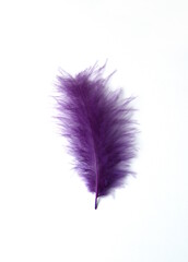 Violet fluffy bird feather on white background