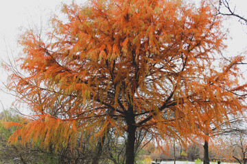 autumn tree in the park