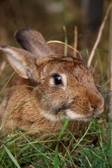 Brown rabbit sitting in green grass in spring close up
