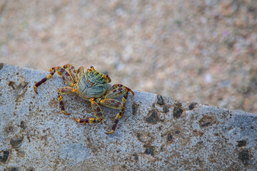 Green crab sits on a stone near the shore