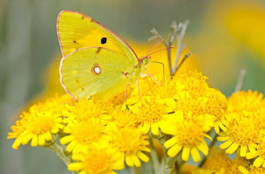Colias crocea su cineraria